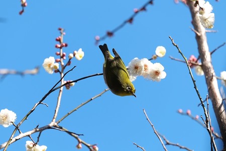2015.02.06　和泉川　梅へメジロ