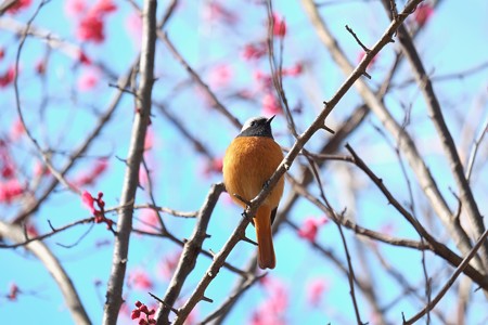 2015.02.16　和泉川　ジョウビタキ