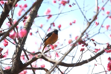 2015.02.16　和泉川　紅梅へジョウビタキ