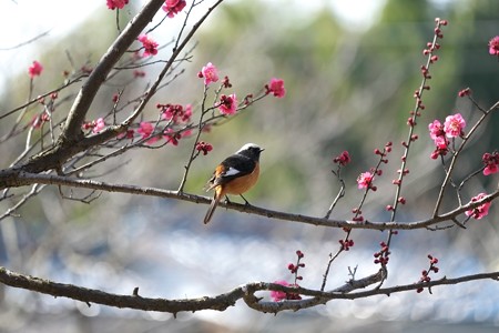 2015.02.16　和泉川　梅にジョウビタキ