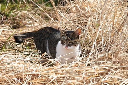 2015.02.21　和泉川　草原で猫