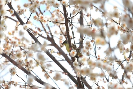 2015.02.21　和泉川　梅にアオジ