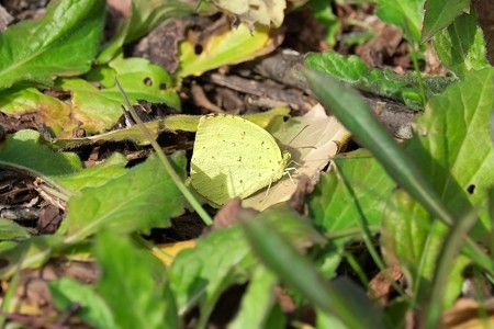 2015.02.23　追分市民の森　キタキチョウ