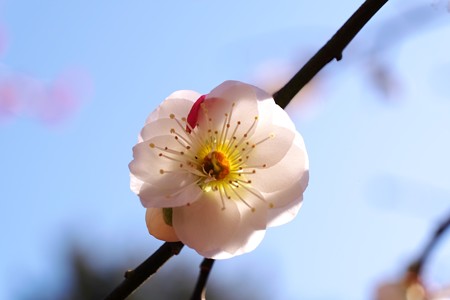 2015.03.02　大池公園　ウメ　紅