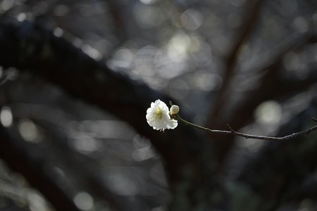 2015.03.02　大池公園　ウメ　大輪緑夢