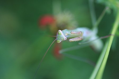 2010.08.30 和泉川 蟷螂