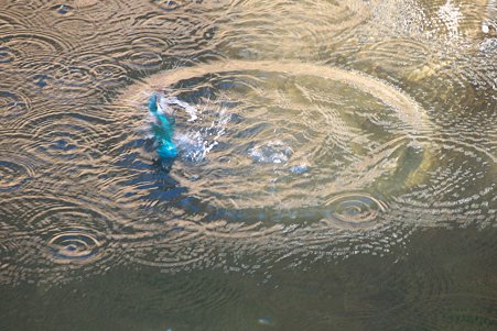 2011.01.06　和泉川　カワセミ　飛び出し