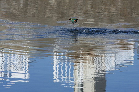2011.01.12　和泉川　カワセミ　ゲット