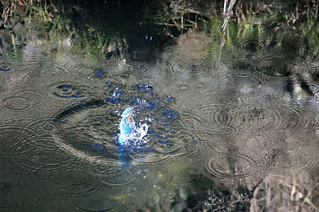 2011.01.14　和泉川　カワセミ　水面