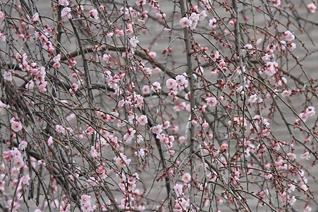 2011.02.12　和泉川　枝垂れ梅