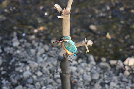 2011.04.27　和泉川　カワセミ