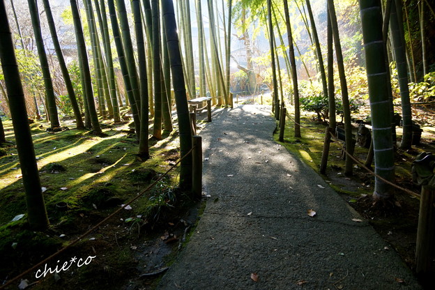 竹林の径・・
