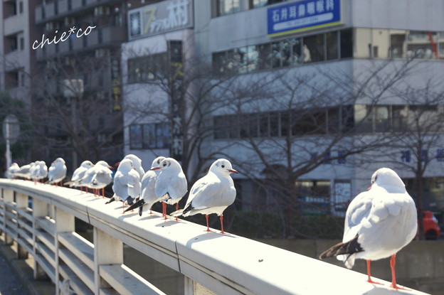 関内~野毛~吉田町さんぽ-121