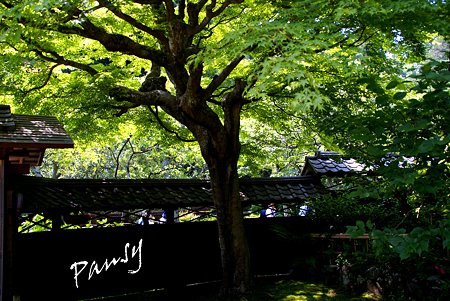樹木の作る空間・・風待月の東慶寺