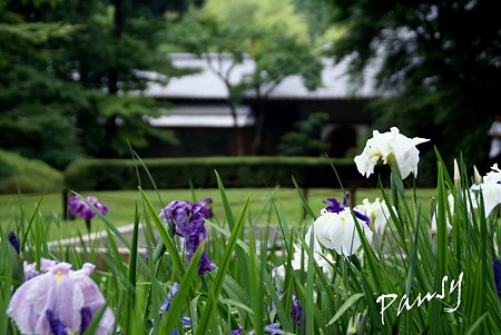 明月院 後庭園にて・・7
