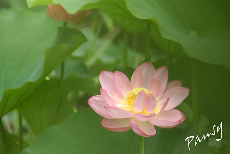 三渓園の蓮たち・・7