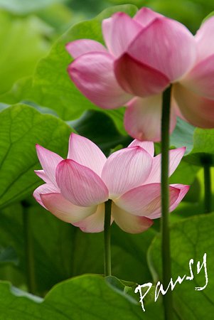 三渓園の蓮たち・・8
