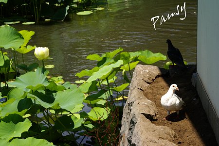 白い鳩と・・白い蓮・・