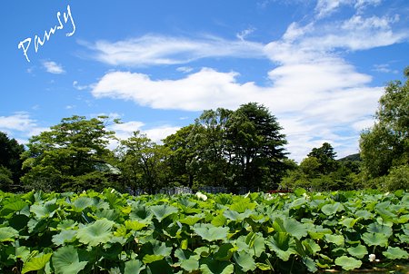 空と・・雲と・・蓮池と・・