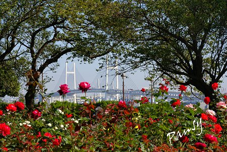 薔薇の向こうのベイブリッジ・・ 10月の港の見える丘公園・・5
