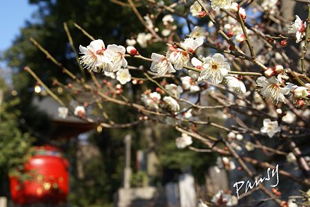 梅の向こうの宝塔・・池上さんぽ～28