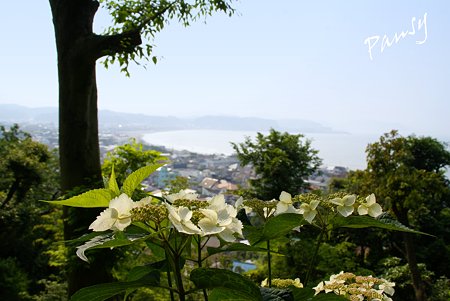 海と・・紫陽花のある風景・・水無月の長谷寺・・12