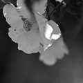 山茶花２
