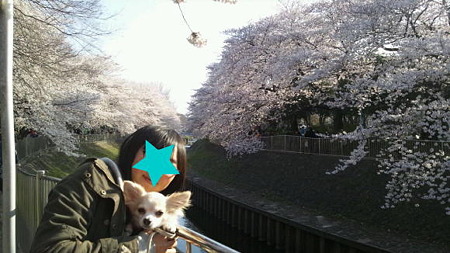 娘さんとのお花見