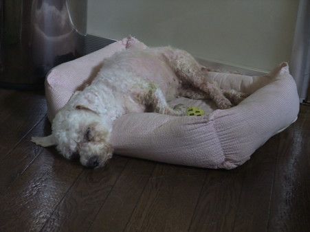 ベッドに入って眠ります