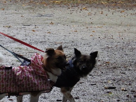 犬が居れば、すぐにルンルンに♪