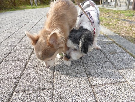 ポン太の真似して少しずつ匂いかぎできるかな?