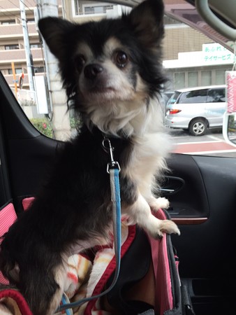おーい、どっちみてんねん~