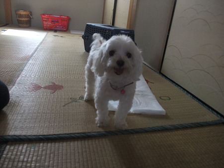 みかんちゃん