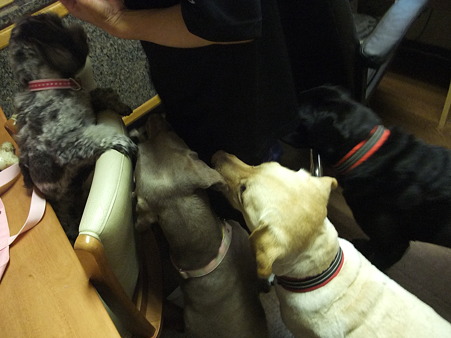 ササミに群がる犬軍団