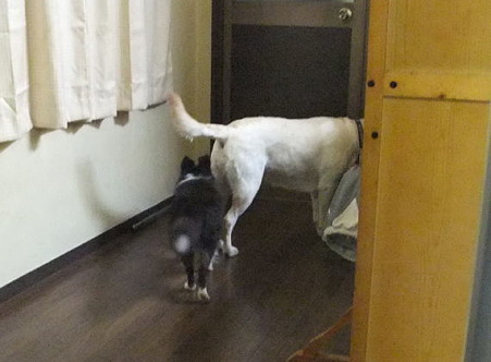 紫音の後を