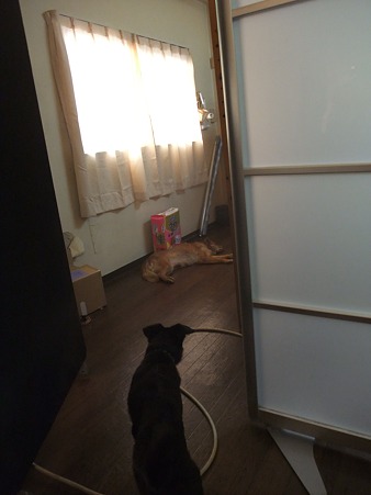 セナ、ビビリながら