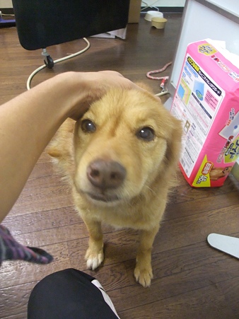 ヨシヨシ