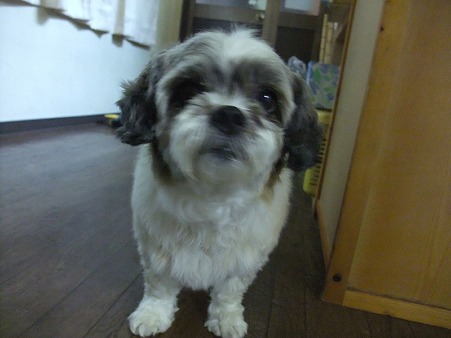 かわいい?