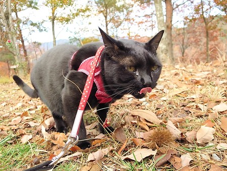紅葉の終わり_黒猫チャンプ1