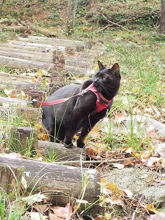 紅葉の終わり_黒猫チャンプ9