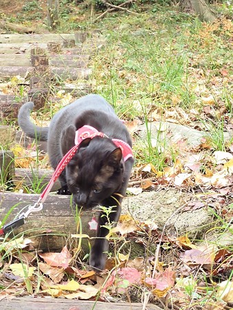 紅葉の終わり_黒猫チャンプ11
