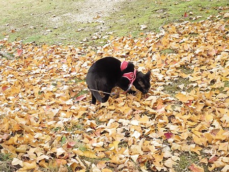 紅葉の終わり_黒猫チャンプ13