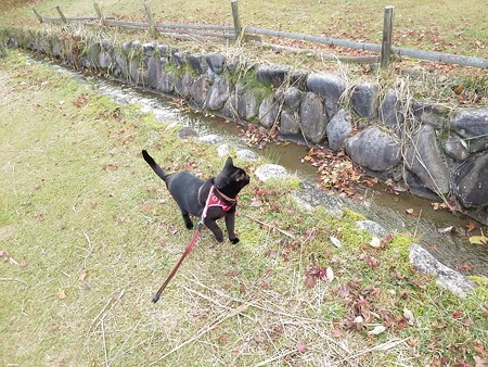 紅葉の終わり_黒猫チャンプ14