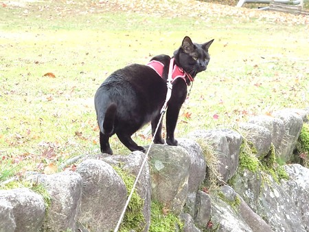 紅葉の終わり_黒猫チャンプ15