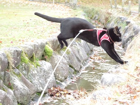 紅葉の終わり_黒猫チャンプ19