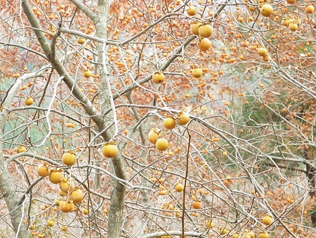 紅葉の終わり_黒猫チャンプ29