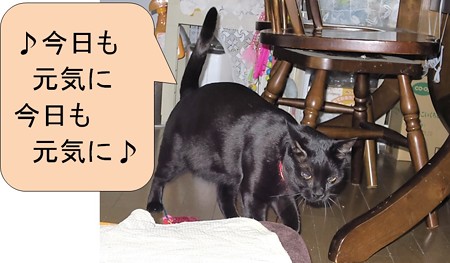 黒猫チャンプ猫の師走5