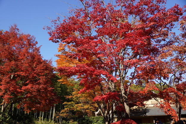 紅葉と青空!20141115
