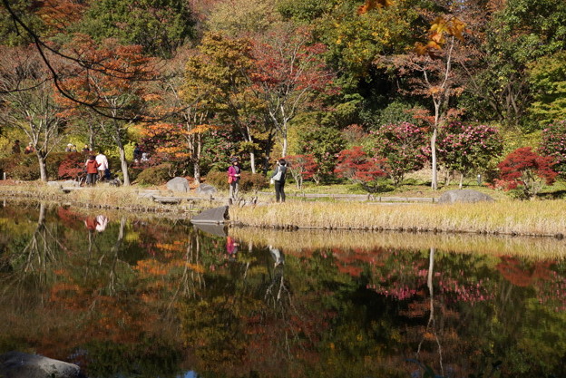 秋景色の写り込み!20141115