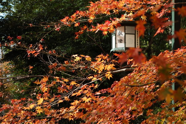 紅葉と燈籠、八坂神社!